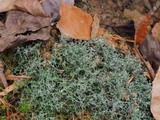 Cladonia furcata image