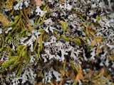 Phaeophyscia adiastola image