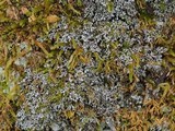Phaeophyscia adiastola image