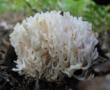 Sebacina schweinitzii image