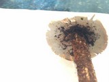 Battarrea phalloides image
