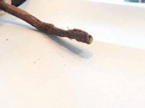 Battarrea phalloides image