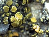 Candelariella aurella image