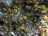 Candelariella aurella image