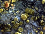 Candelariella aurella image