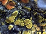 Candelariella aurella image