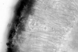 Candelariella aurella image
