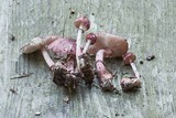 Lepiota roseolivida image