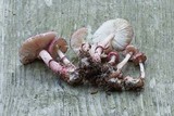 Lepiota roseolivida image