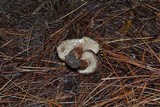 Tricholoma albobrunneum image