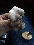 Melanoleuca exscissa var. exscissa image
