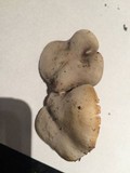 Melanoleuca exscissa var. exscissa image