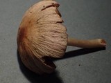 Psathyrella warrenensis image