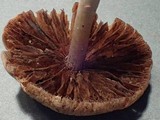 Psathyrella warrenensis image