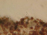 Psathyrella warrenensis image