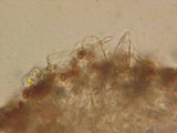 Psathyrella warrenensis image