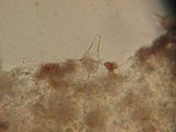 Psathyrella warrenensis image