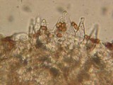 Psathyrella warrenensis image