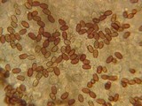 Psathyrella warrenensis image