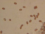 Psathyrella warrenensis image
