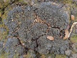 Leptogium austroamericanum image