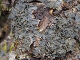 Leptogium austroamericanum image