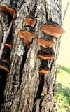 Pyrofomes juniperinus image