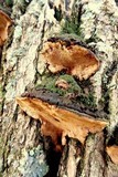 Pyrofomes juniperinus image