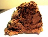 Pyrofomes juniperinus image