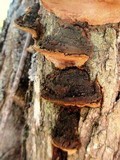 Pyrofomes juniperinus image