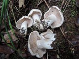 Hebeloma crustuliniforme image