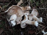 Hebeloma crustuliniforme image
