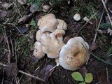 Hebeloma crustuliniforme image