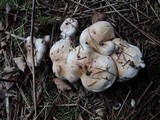 Hebeloma crustuliniforme image
