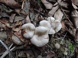 Hygrophorus pustulatus image