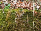 Peltigera praetextata image