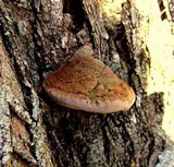 Pyrofomes juniperinus image