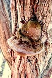 Pyrofomes juniperinus image