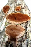 Pyrofomes juniperinus image