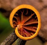 Anthracophyllum archeri image