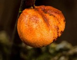 Anthracophyllum archeri image