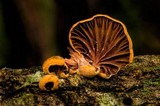 Anthracophyllum archeri image