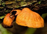Anthracophyllum archeri image