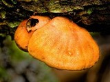 Anthracophyllum archeri image