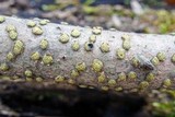 Diatrype virescens image