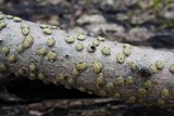 Diatrype virescens image