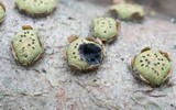 Diatrype virescens image