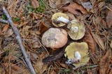 Suillus weaverae image