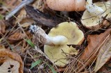 Suillus weaverae image