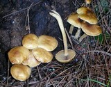 Agrocybe pediades var. fimicola image